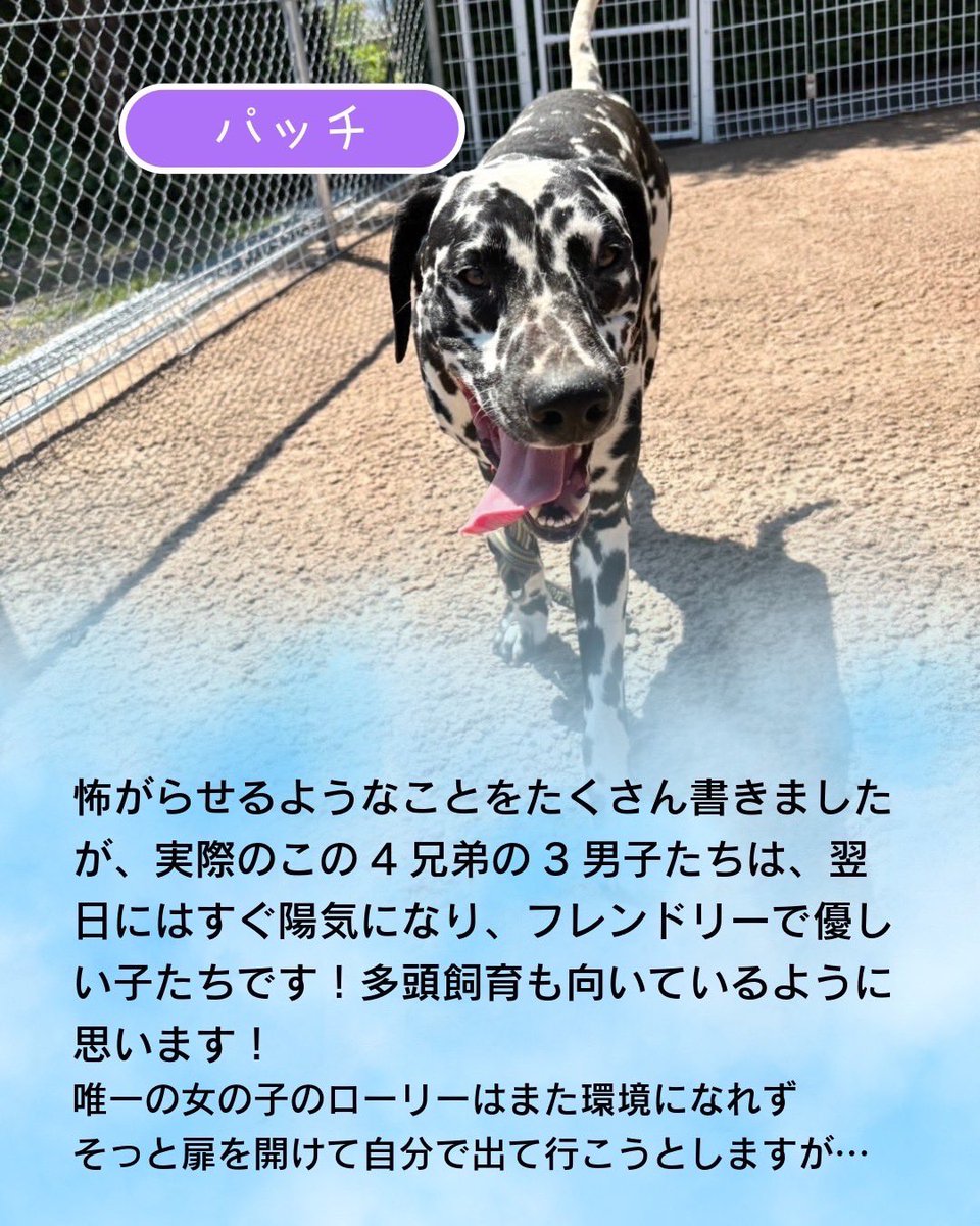 petfelice保護犬猫シェルター大宮見沼店 tweet media