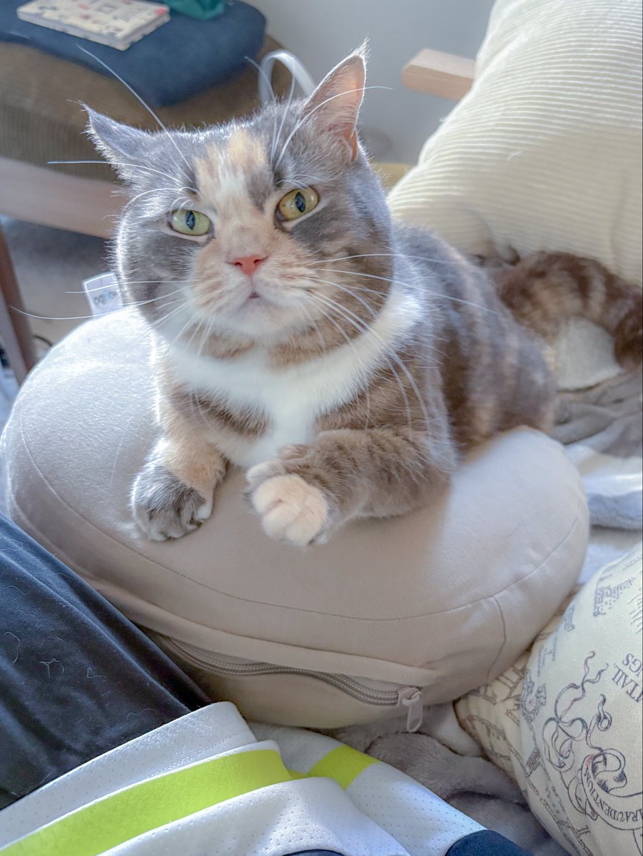cat_fuko's tweet photo. 朝から構って猫ちゃん https://t.co/wQ5mYKhJGW