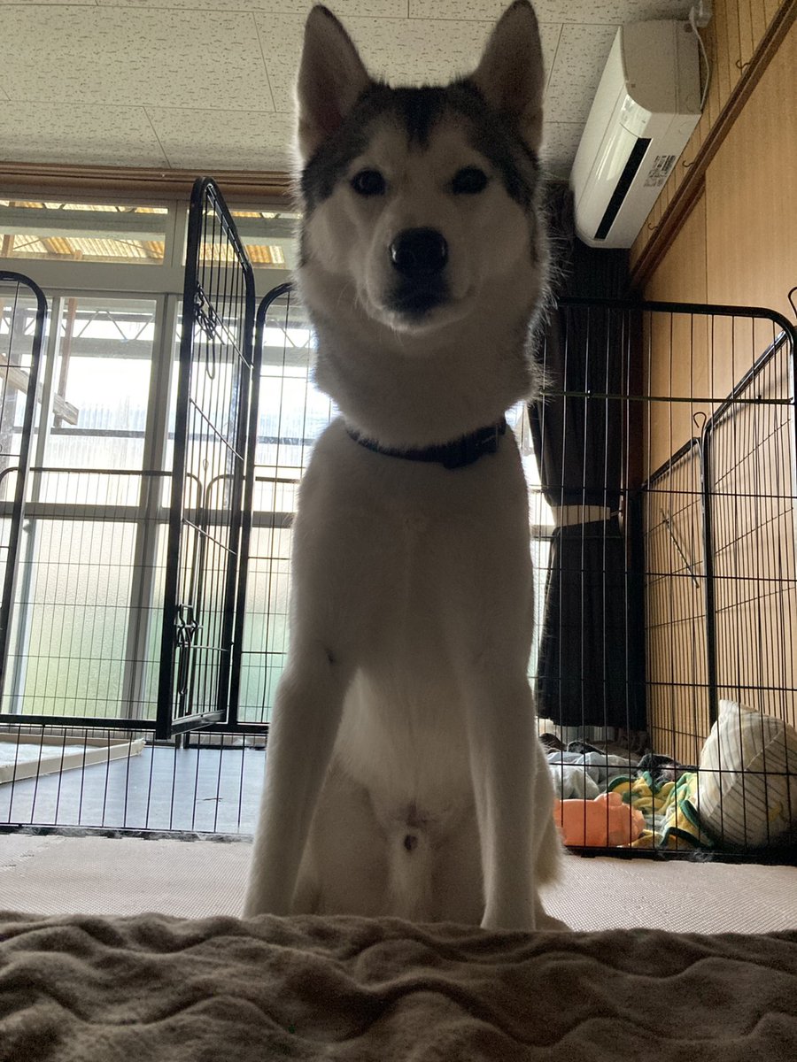 roa_husky's tweet photo. アラームを止めて二度寝したら顔面に衝撃が
起きたらこの圧

「二度寝するなっぴ…お散歩いくぴぃ…」

#ハスキー https://t.co/2fZGXyWTPO