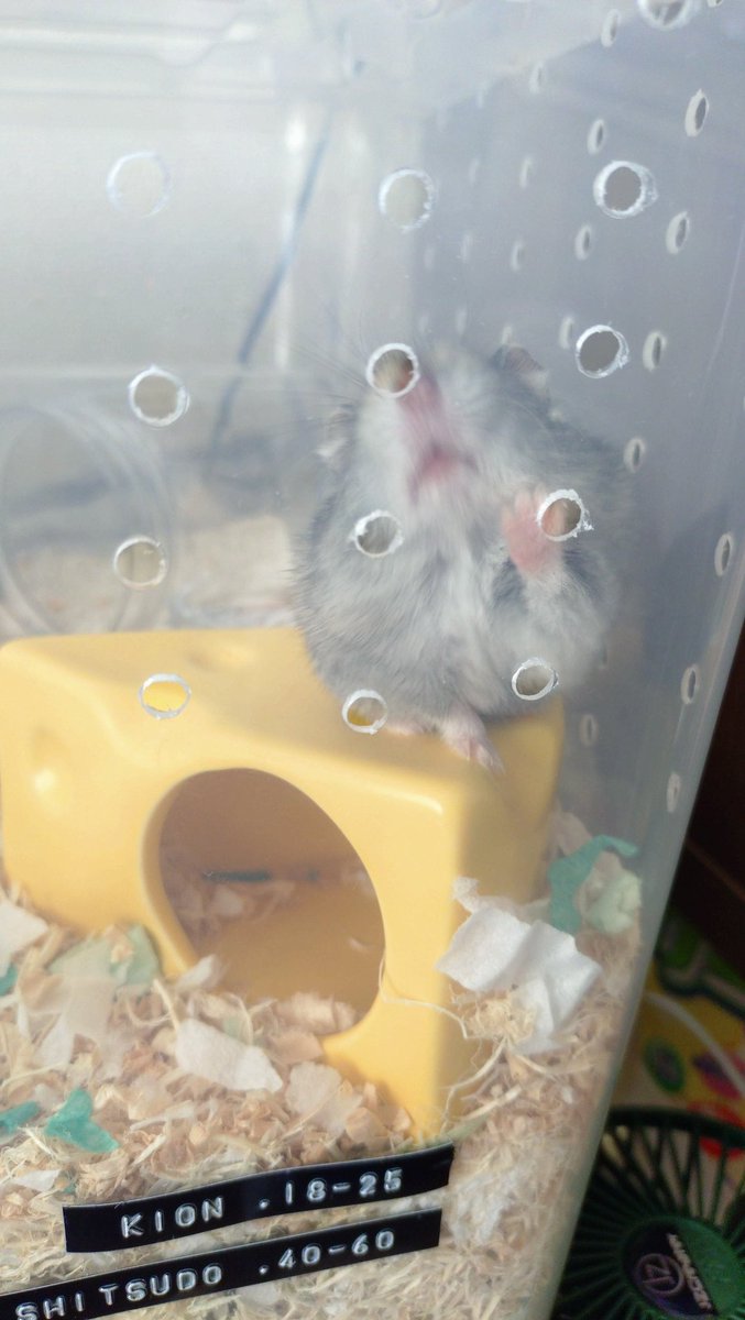 tori_nekoze's tweet photo. 今日もここで、穴からおやつが出てくるのを待ってるはむたそ🐹
指を置いておくとペロちしてくれますw
ハウスの周りにサボテンの置物おいた、かわいい🌵💕
#はむたそ
#ジャンガリアンハムスター
#ハムスター
#NaturalKitchen https://t.co/J1kUFysHoe