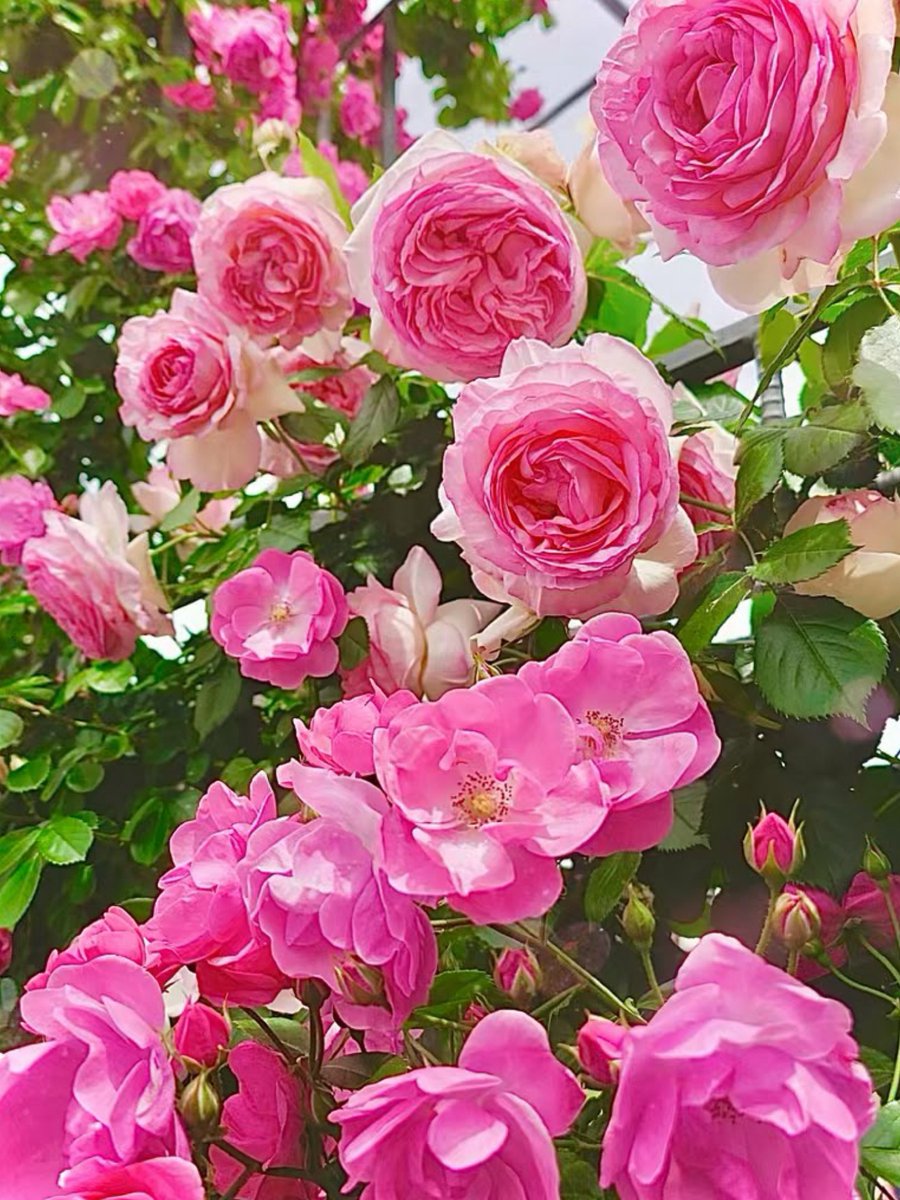 🌸チャコ🌸 tweet media