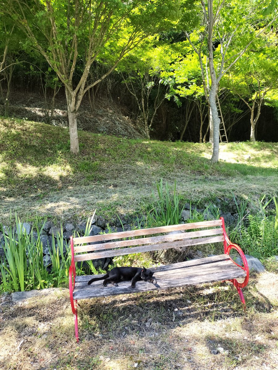 ソルト 📷(退院・リハビリ中） tweet media