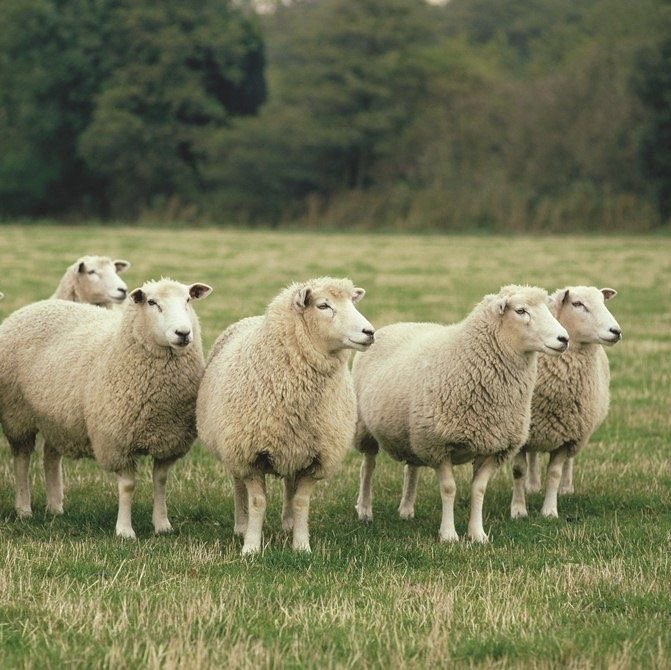 sheep tweet media