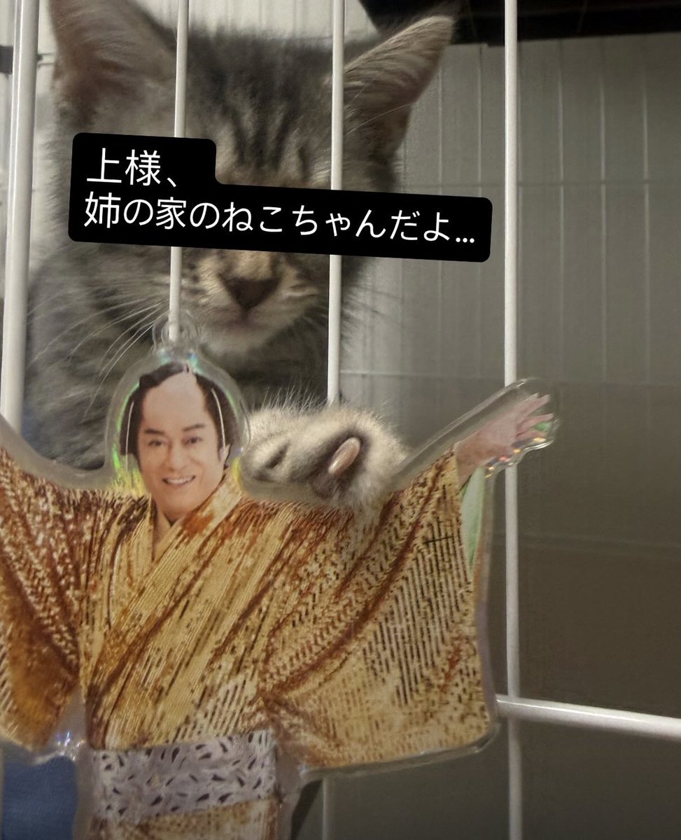 姉の家のねこちゃんに上様を紹介しました。