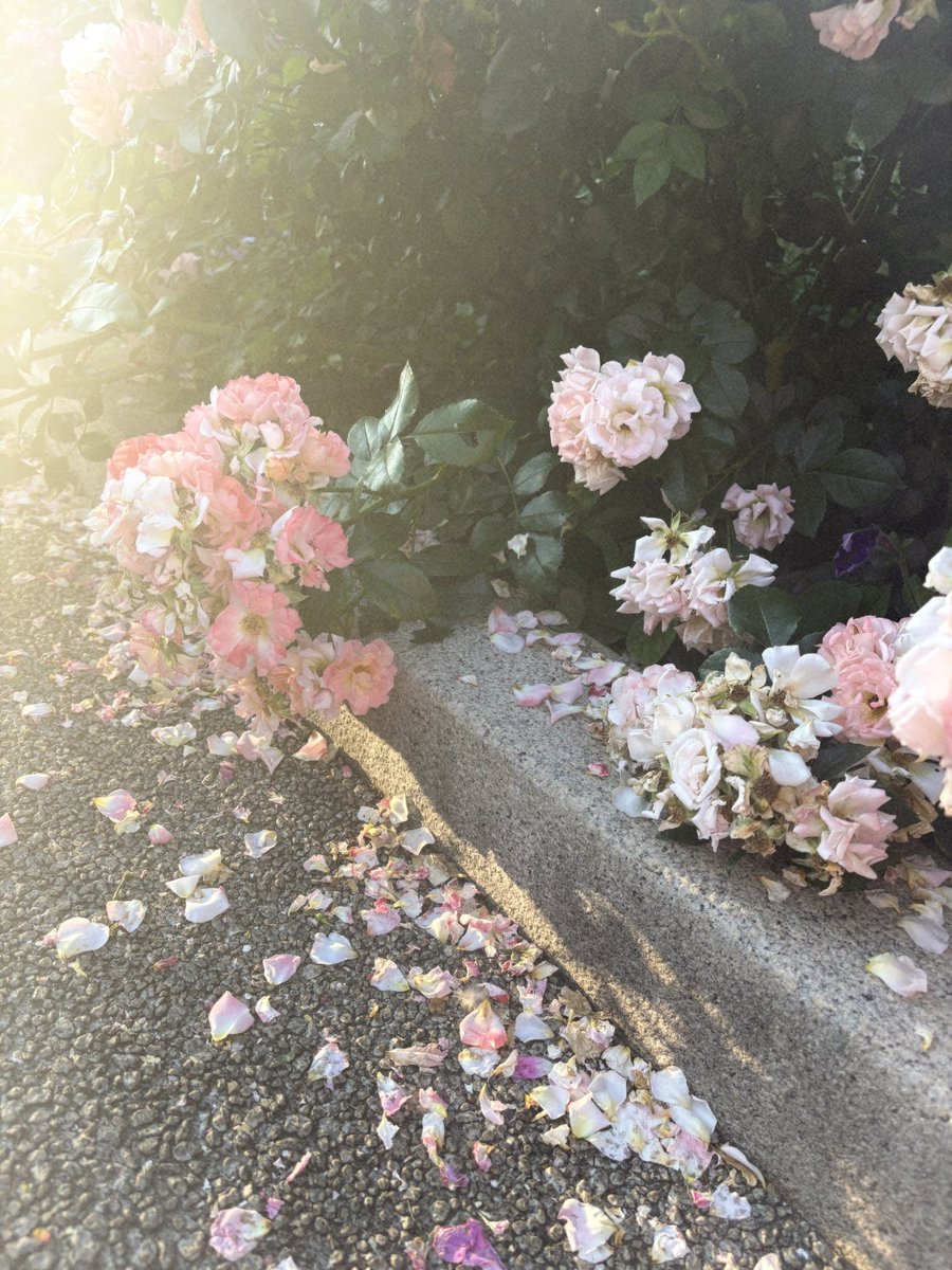 dtr_4_'s tweet photo. おはな　ばら　ღ .:*・゜♡ ゜ https://t.co/OVhSqkVnvY