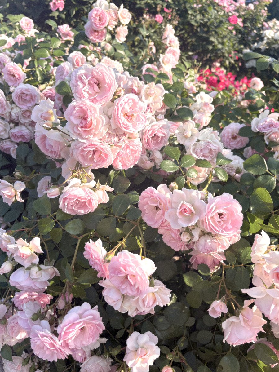 dtr_4_'s tweet photo. おはな　ばら　ღ .:*・゜♡ ゜ https://t.co/OVhSqkVnvY