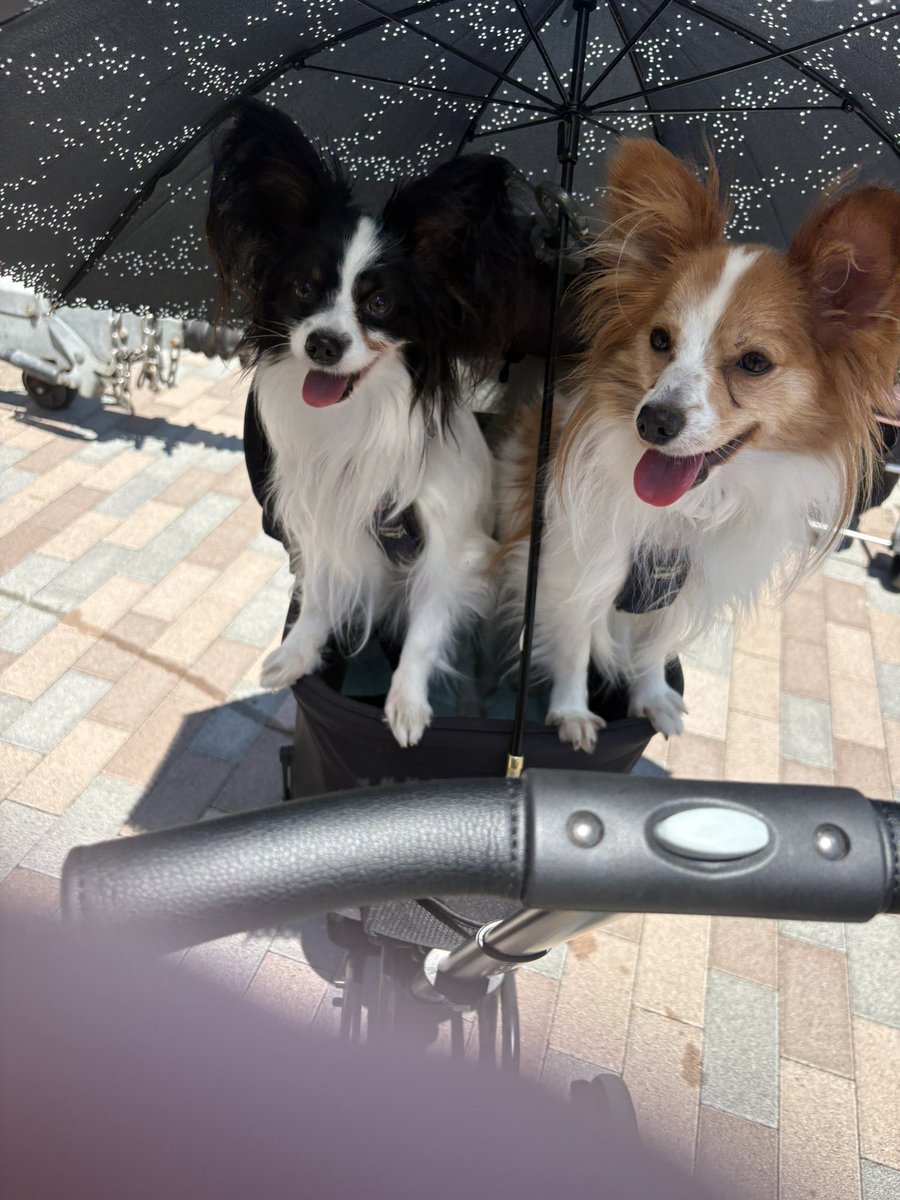 satod08's tweet photo. 花園のドックイベント
パピヨン友達もできました🐕 https://t.co/sf3RdwRNOE