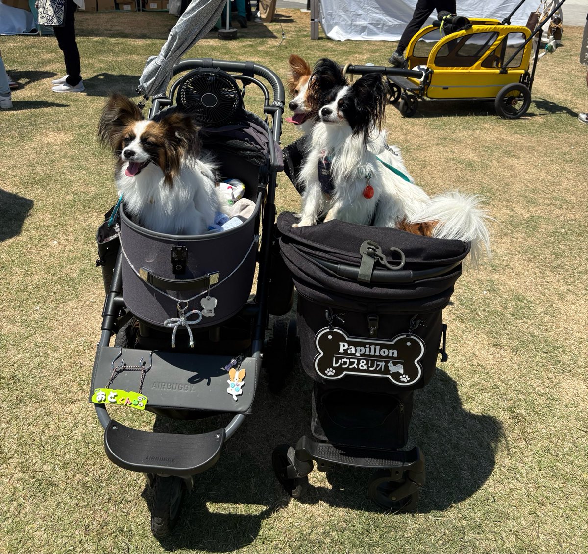 satod08's tweet photo. 花園のドックイベント
パピヨン友達もできました🐕 https://t.co/sf3RdwRNOE