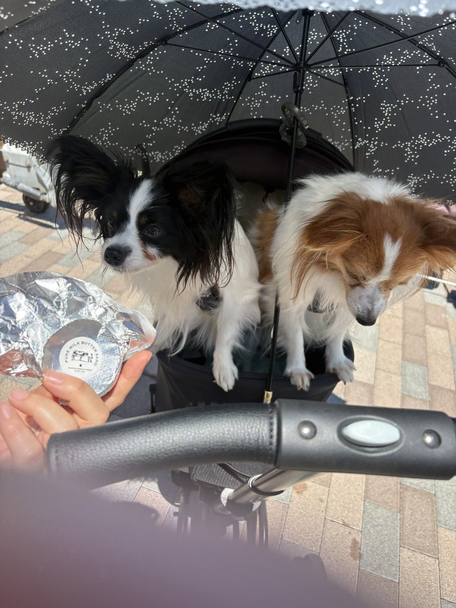 satod08's tweet photo. 花園のドックイベント
パピヨン友達もできました🐕 https://t.co/sf3RdwRNOE