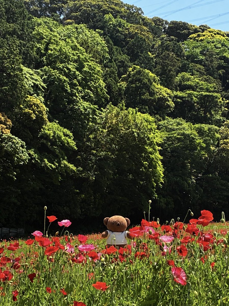 炬燵民 tweet media