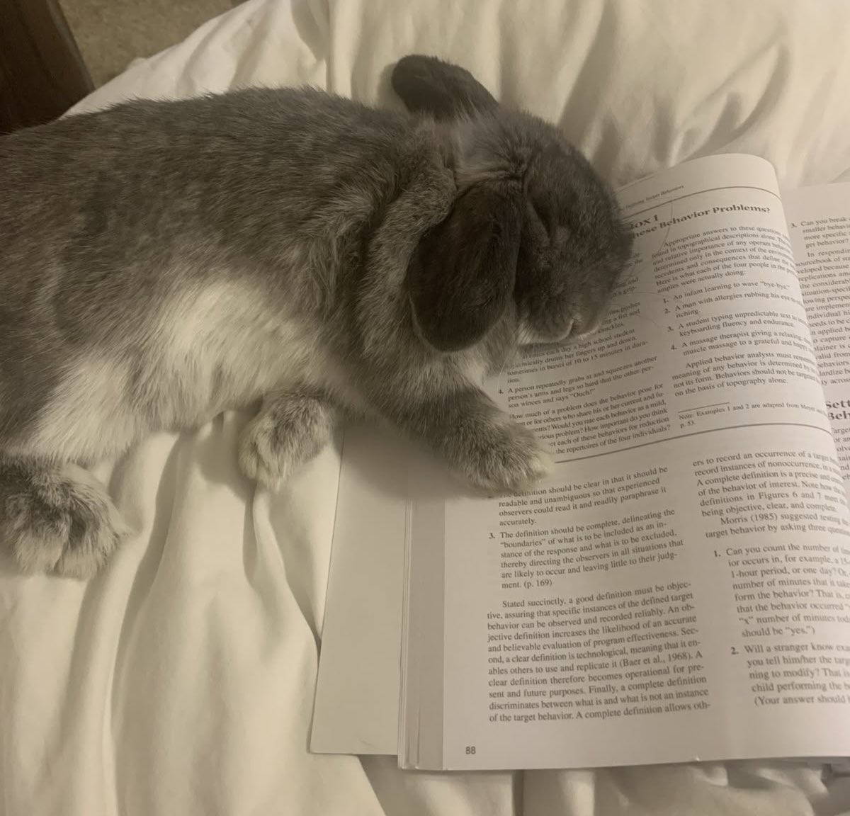 Bunnies tweet media