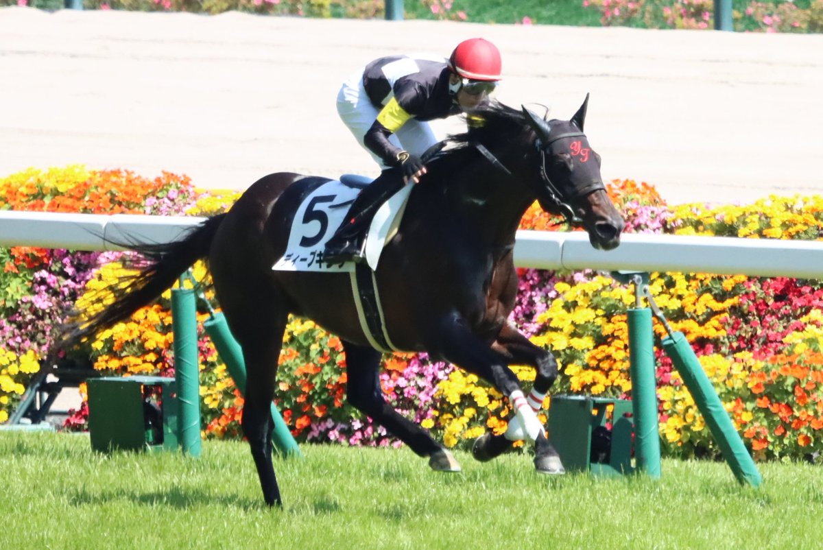 HiyoshiPocket's tweet photo. 2026年5月17日
#ディープキング
#丹内祐次
#DeepKing
#4歳以上1勝クラス
#東京競馬場 https://t.co/s83oCWQiQo