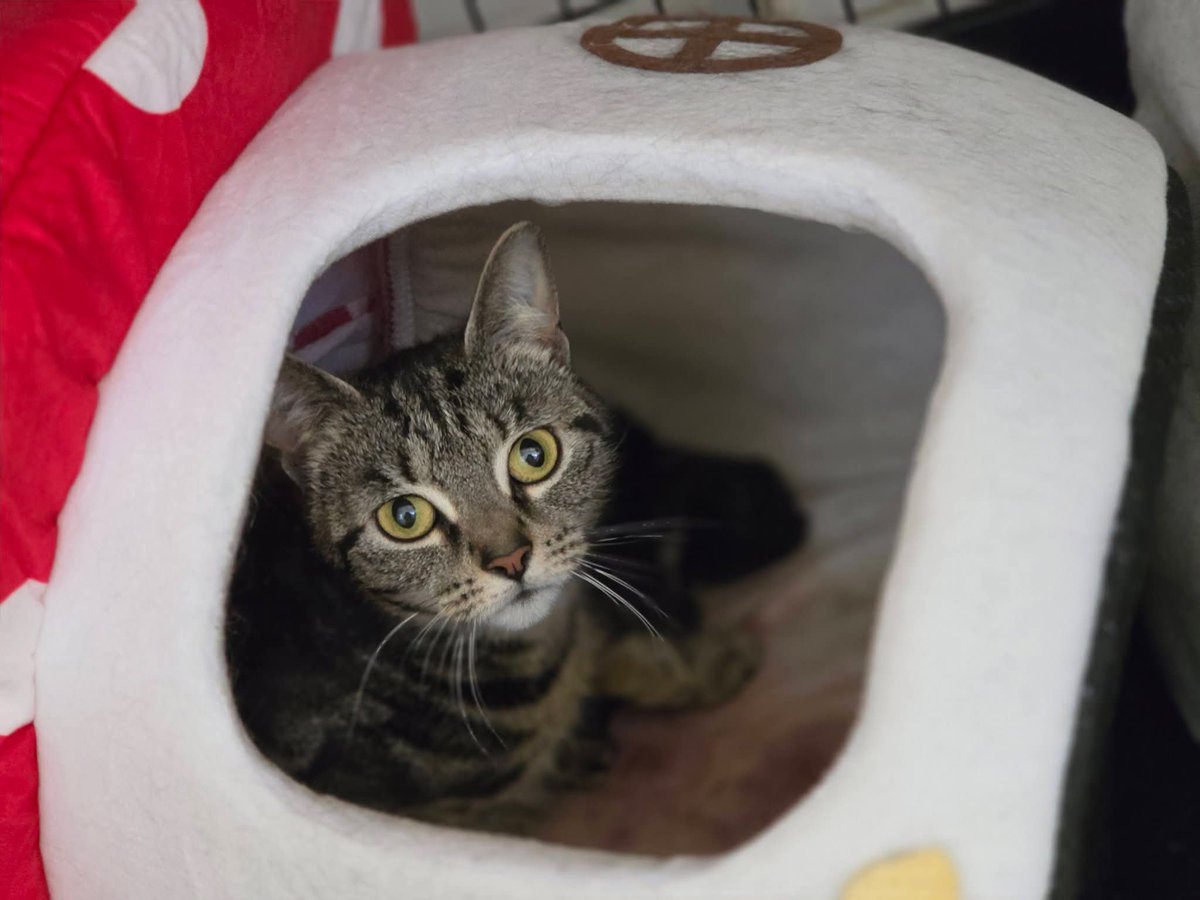 Bradford Cat Watch Rescue tweet media