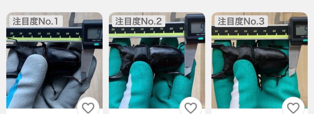 naikakukun's tweet photo. ヤフオクの幼虫販売ですが😅
凄いスペックの幼虫が格安で手に入ると思って入札する初心者の方が多いみたいです💦

オオクワガタ飼育初心者の方、安物買いの銭失いになりますので気をつけて下さい🙇‍♂️ https://t.co/GpMTYa0DT8