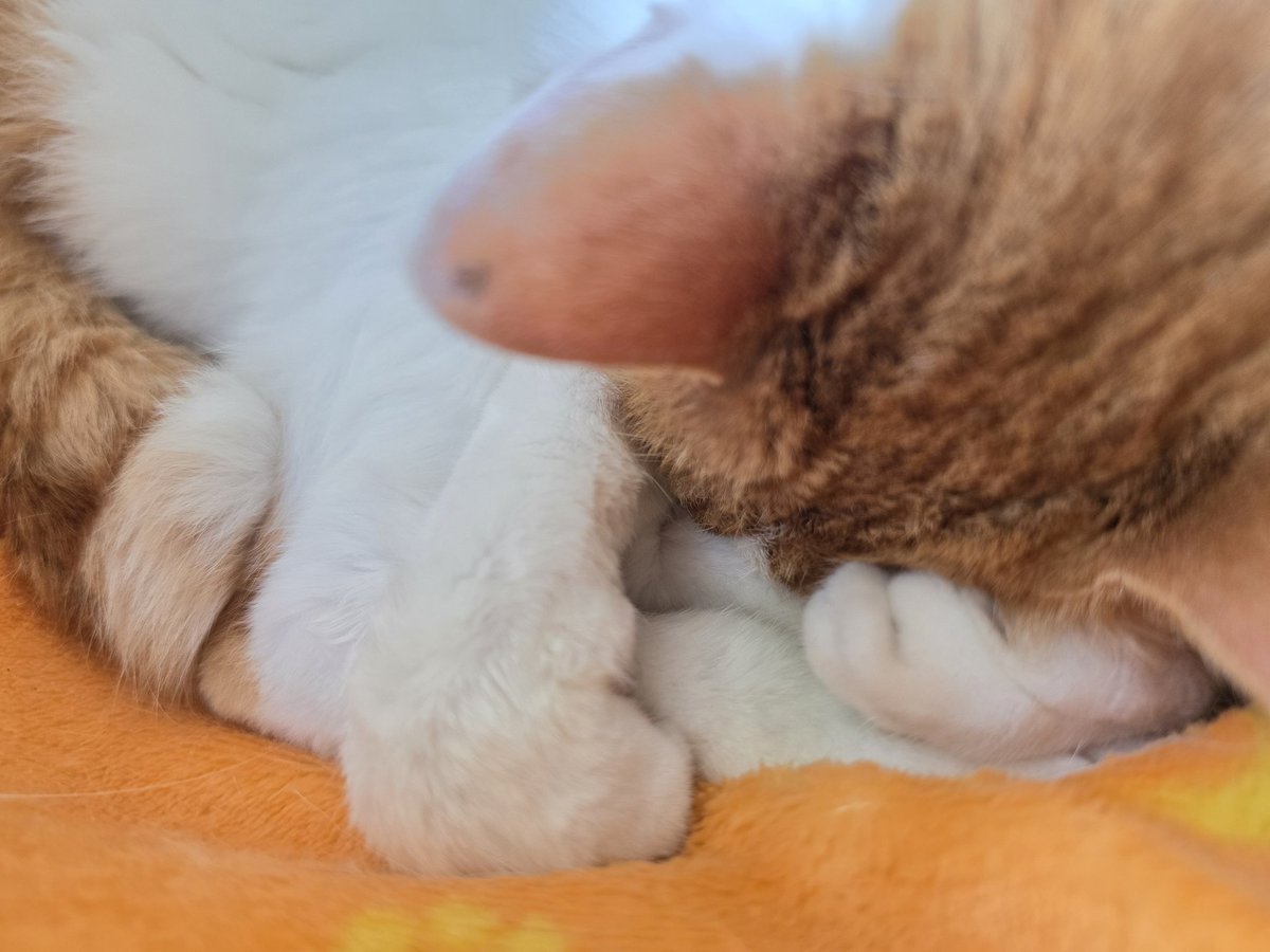 うさねこ うさねこ (@rabbicat_neko) / Posts / X