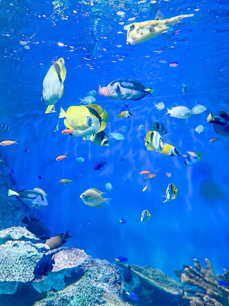 nacnac___'s tweet photo. 暑すぎて水族館に最近住んでる🐠
🦀撮ろうとしたら🐟が邪魔してきた https://t.co/6jLZqhxill