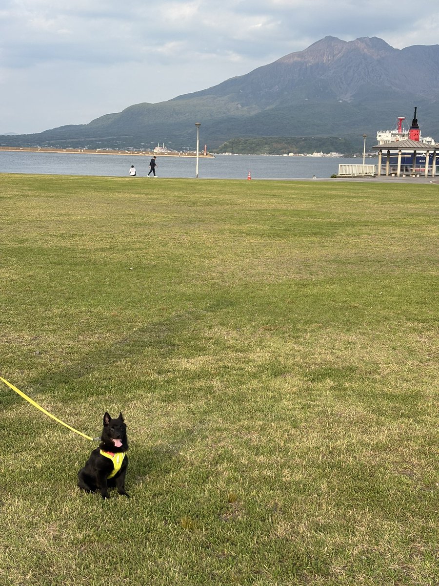 vertigonote's tweet photo. 同居犬氏の堂々たる鹿児島犬ぶり（ちっちゃい！） https://t.co/tmorczEMQ1