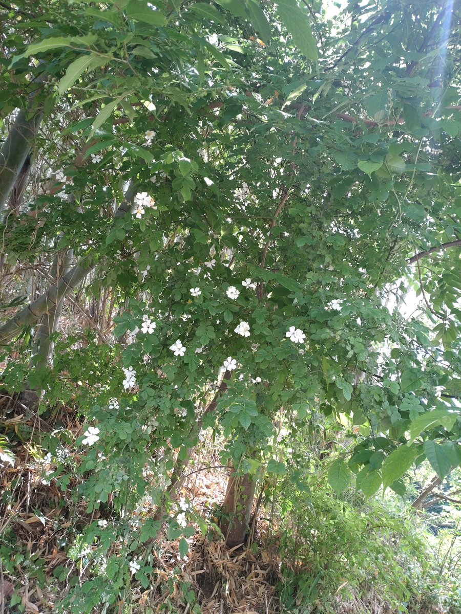 mjamGmtm's tweet photo. LTをお花でいっぱいにしよう https://t.co/QmtHaMFB5O