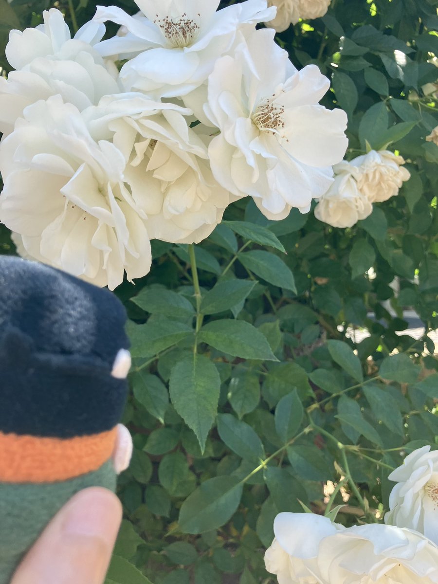 Post by よなた⬭ on X: おもちと🌹