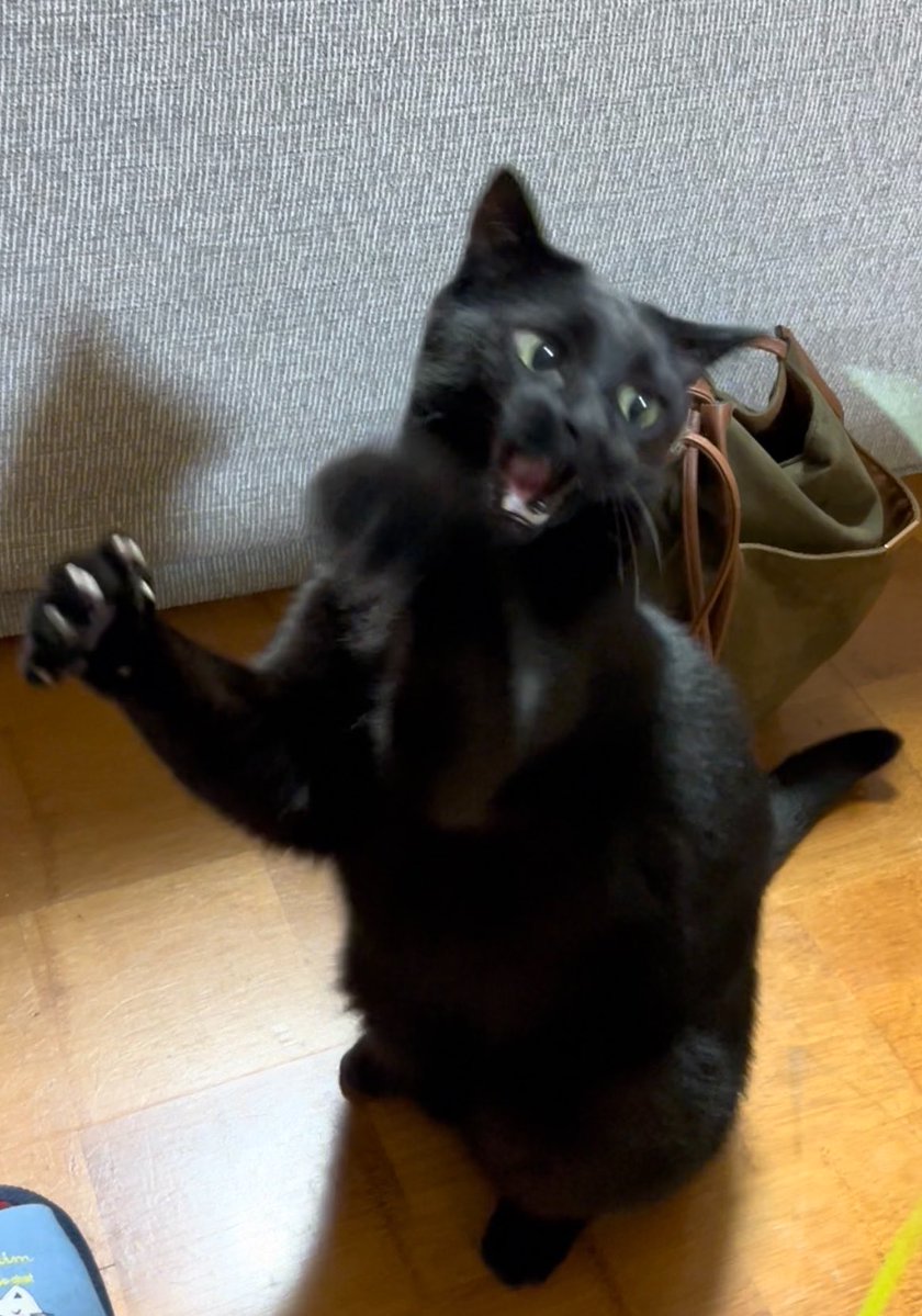 DOSANKO-CATS🐾 tweet media