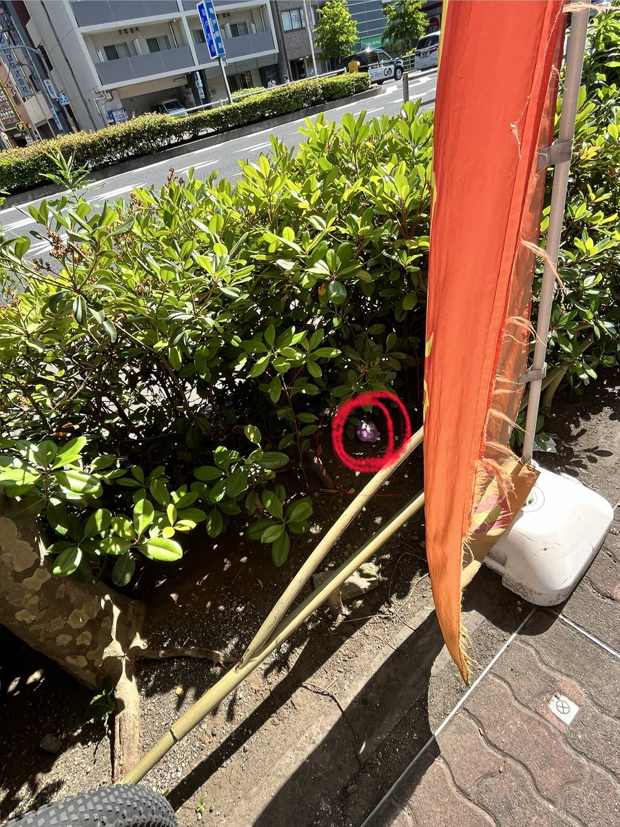 セルナ@超会議25日参加で☝︎( ^ = ^)☝︎アゲアゲ tweet media