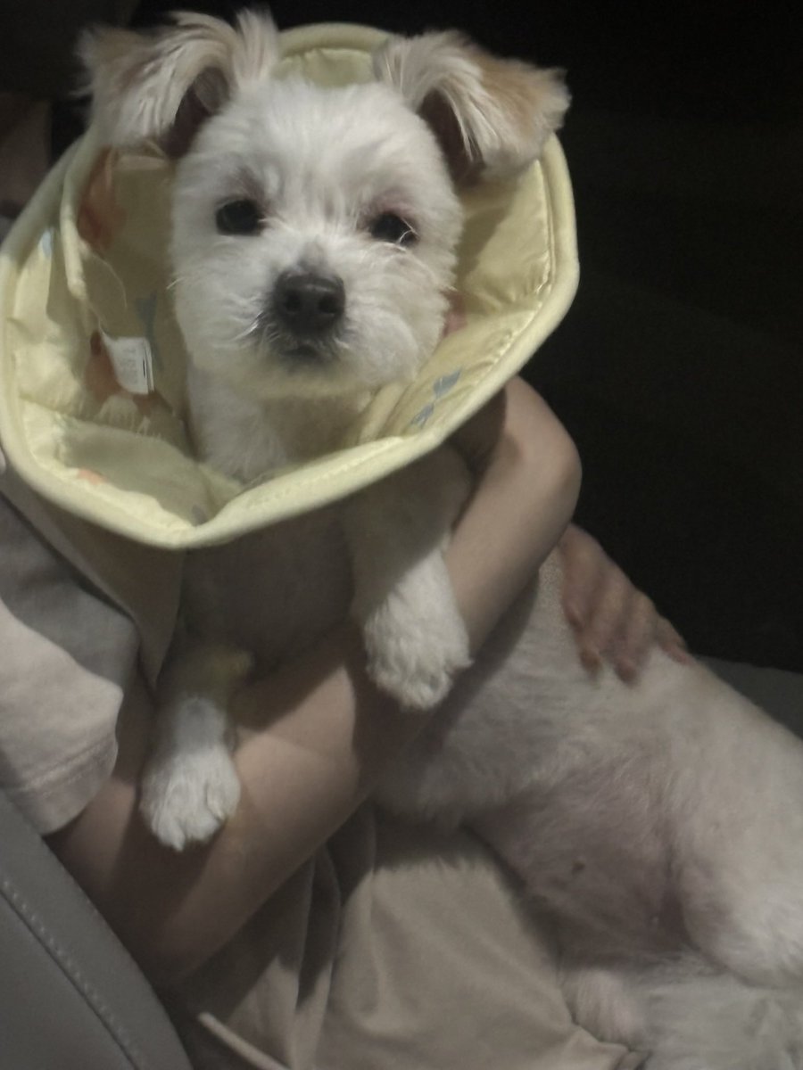 강아지 tweet media
