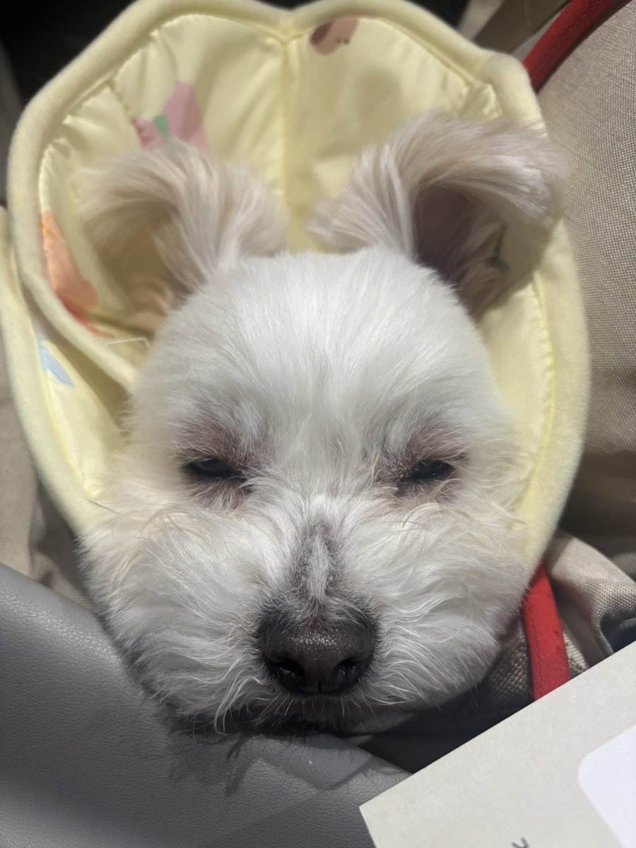 강아지 tweet media
