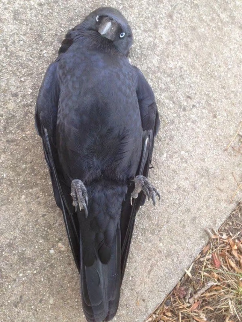 Raven tweet media