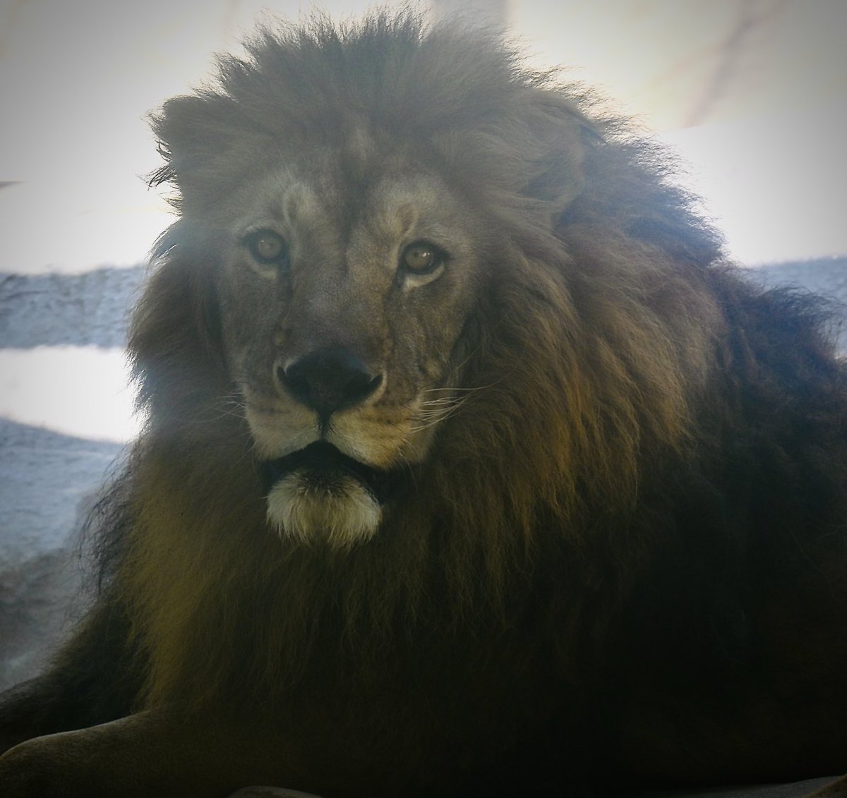 やっぱり今日もイケ散らかしていたチャチャ🦁✨️ さすがのチャチャ やっぱり今日もイケ散らかしていたチャチャ🦁✨️ さすがのチャチャ