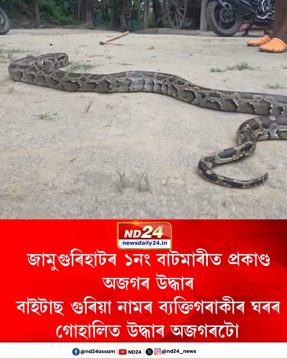 nd24_news's tweet photo. উদ্ধাৰ হোৱা অজগৰটোৰ ওজন প্ৰায় ১২ কেজি। কেইগৰাকীমান স্থানীয় ব্যক্তিয়ে উদ্ধাৰ কৰি বন বিভাগক চমজাই দিয়ে অজগৰটো। বন বিভাগৰ লোকে নামেৰী ৰাষ্ট্ৰীয় উদ্যানত এৰি দিয়ে অজগৰটো।

#PythonRescue #Jamugurihat https://t.co/e4dOdUgKR1