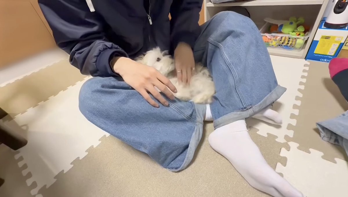 もーちゃんです。 今すぐにでもポムちんに生まれ変わりたい🤭☺️🐶💕🤍💕🤍