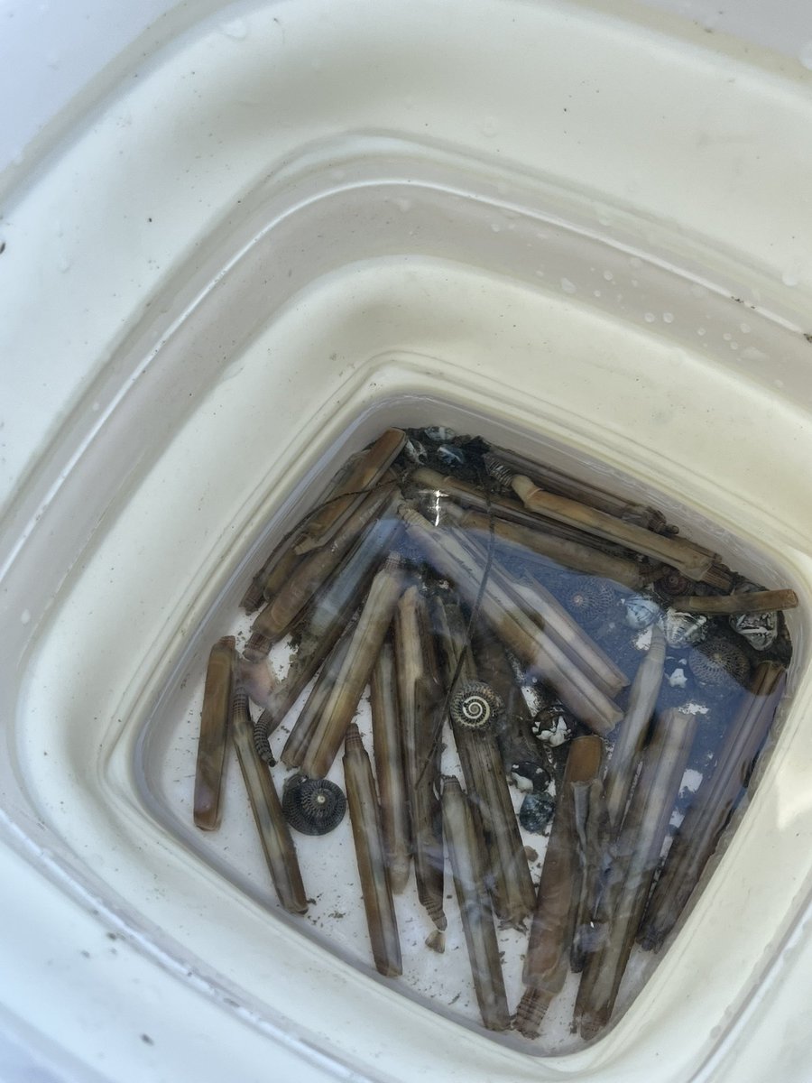 _chikura_'s tweet photo. 潮干狩り吟行句会でした🐚🦀🏖️
初の潮干狩りに盛り上がって、簡易的なクーラーボックス持っていきこれに詰めきれなかったらどうしようという心配をしていたのだが、甘かった。また挑みたい。よく晴れて、思いのほか涼しい海の際でした。 https://t.co/1TBoYg6Tl1