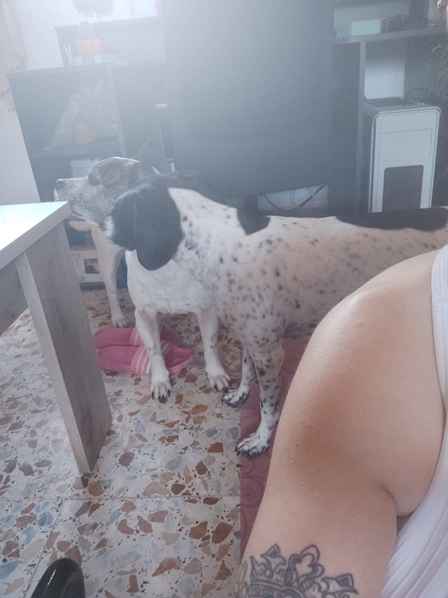 latinaZooGirl's tweet photo. Pervy kitty with hard kinks 🍦🌈 taboo paid priv dm for more customs 🐕🐕🦮🦮🦮🦮🦮
https://t.co/L2JqtXmLfO
#dogwoman #Doggo #zoolove #animal #k9lady #knotty #hypnoti #zoosarevalid #zootwt #zoopositivity #hypnotistsappho #k9girl  #zoopride #artoofzoo #dogknot #Zoosex https://t.co/BUu0CB7VoB