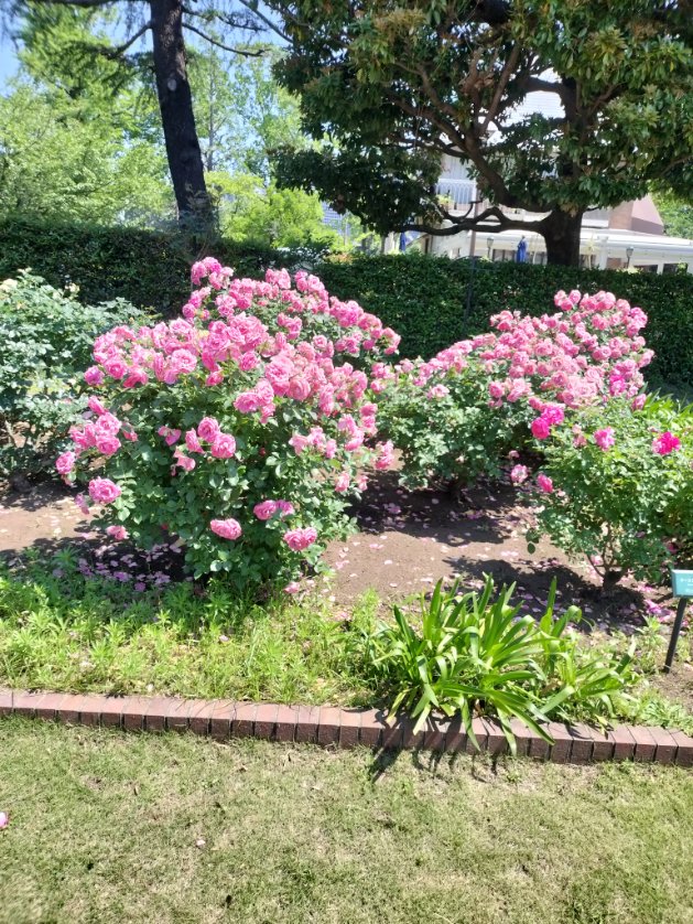 supringmt's tweet photo. 日比谷公園の薔薇は見頃を過ぎていたけれど、スッキリと晴れて気持ち良かった。
#TLを花でいっぱいにしよう https://t.co/y3KPUuad8Q