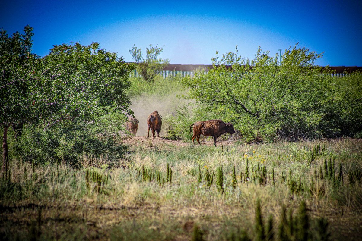 elimparcialcom's tweet photo. ¿Sabías que después de más de 200 años volvió a nacer un bisonte en Sonora? 🦬🌵

El gobernador Alfonso Durazo informó que, en coordinación con la secretaria de Semarnat, Alicia Bárcena, y el comisionado de la Conanp, Pedro Álvarez Icaza, se supervisa en la Cuenca Los Ojos el avance del programa de reintroducción del bisonte. Actualmente, la entidad cuenta con 29 ejemplares (10 machos y 19 hembras) y 10 nuevas crías. A principios de mayo se registró el primer nacimiento de esta especie en Sonora en más de dos siglos, un hito en la restauración ecológica del norte de México.

🌿 ¿Qué opinas sobre este tipo de iniciativas de reintroducción de especies en ecosistemas mexicanos?

#Bisonte #Ecología #Sonora

📷: Alfonso Durazo (X)
