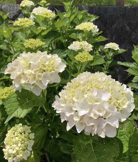 マサミ (@masami777777) / Posts / X