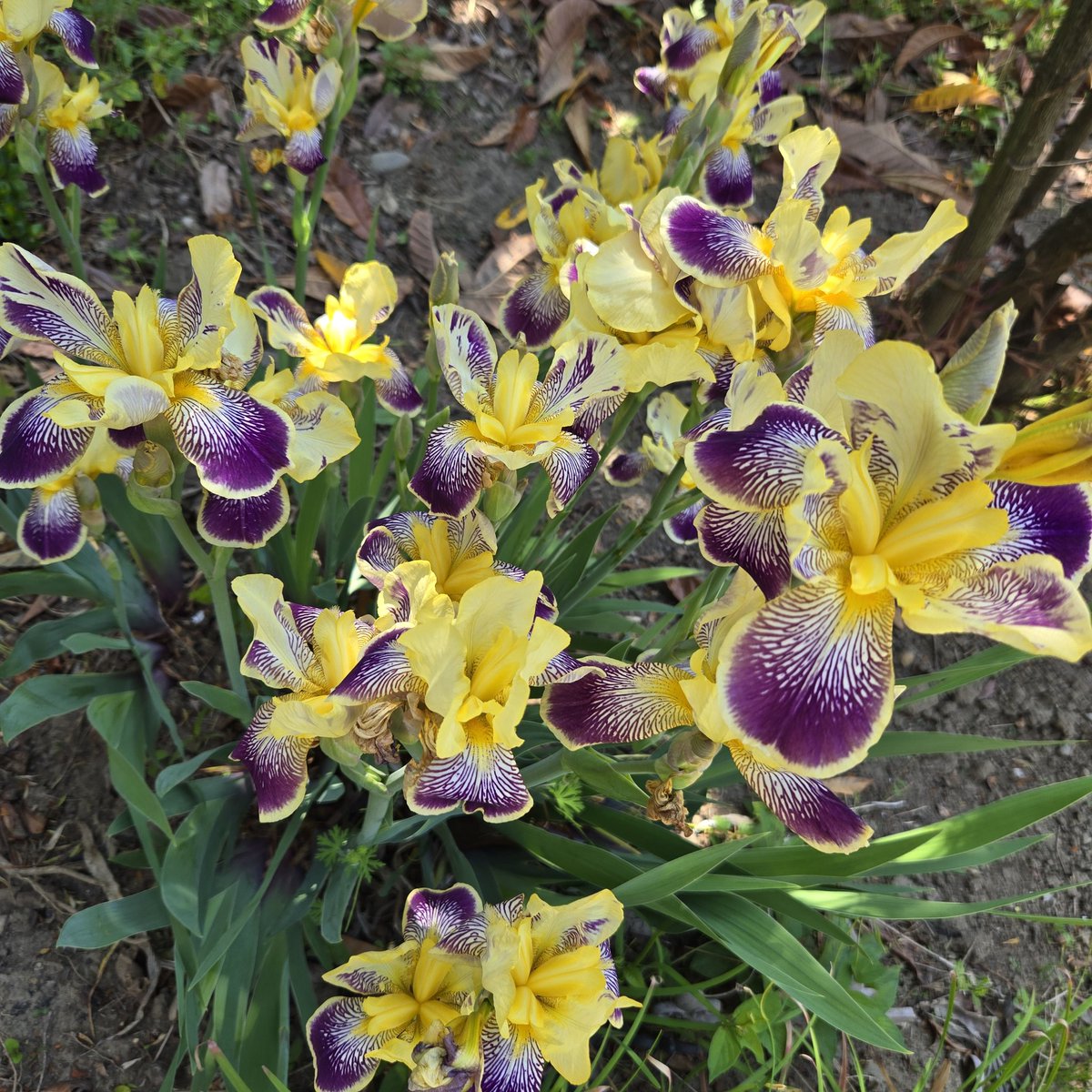 ★信州★ 🌲家庭菜園🌲Q's natural garden🌲 tweet media