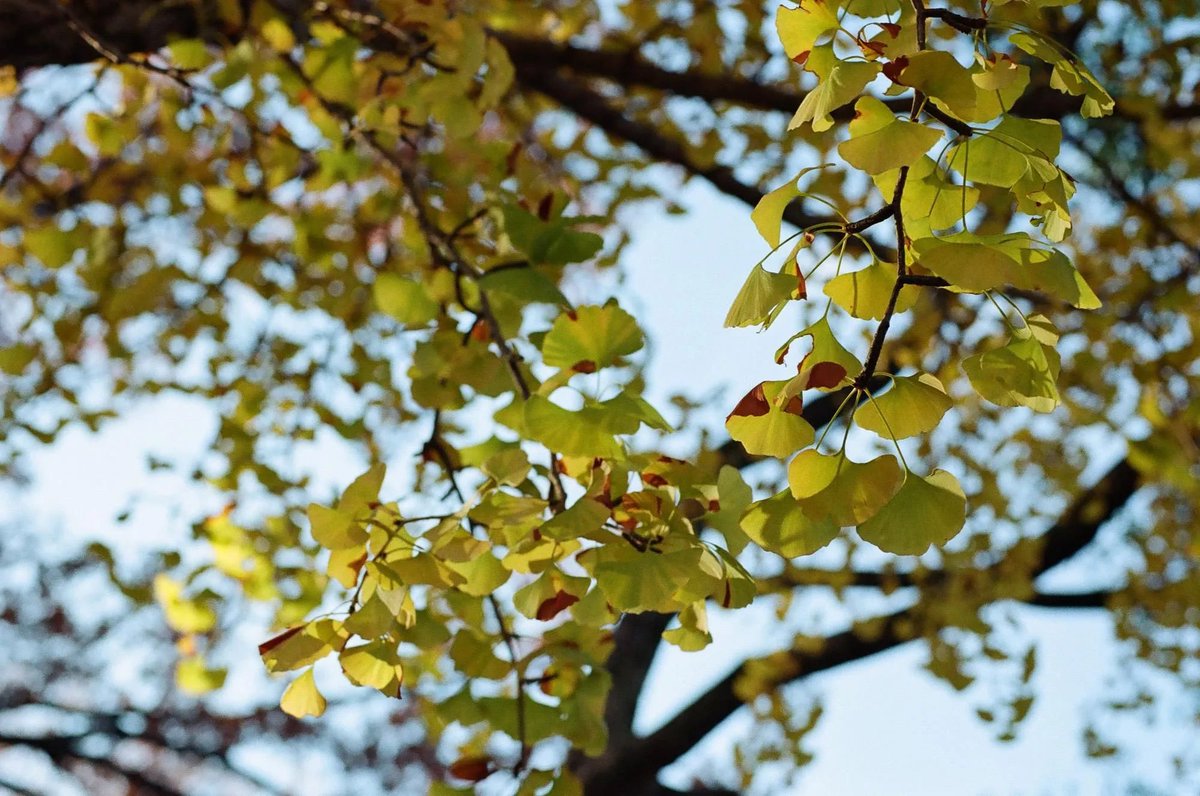 photoyoshioka's tweet photo. KODACOLOR 200 Film 135-36枚撮り https://t.co/j3vtOJYWBQ
#KODACOLOR200 は、中速昼光バランスカラーネガフィルムです。きめが細かく、色が飽和し、シャープネスが高く、露出緯度が広く、色再現が一貫しており、一般的な写真撮影状況に適しています。
#kodak
#new
#コダカラー200
#門真市写真屋 https://t.co/dAePyrbNQa