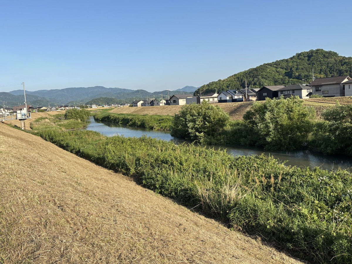 omokage100's tweet photo. 桐の花は今夏をを呼んでいる https://t.co/Or1T75siCj