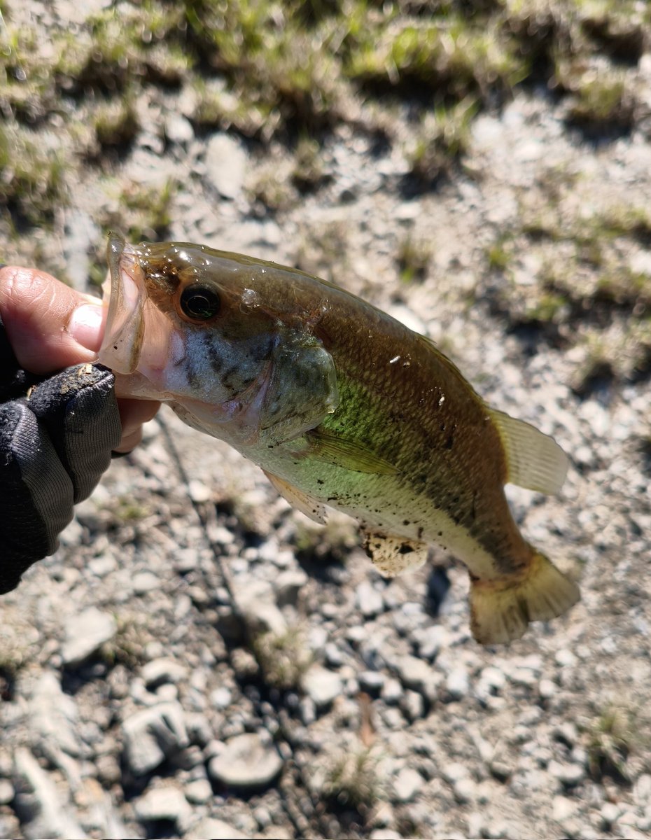 a1rhigH's tweet photo. ちっちゃいけどやっとバス釣れた！
あとなんか小魚めっちゃ群れてた https://t.co/3gaK738QI7