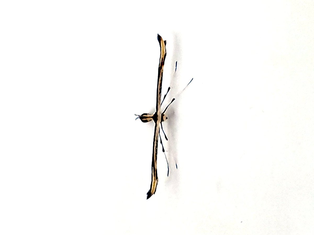 litomd's tweet photo. Bonita palomilla (o polilla) con una forma muy especial

Es pequeñita, así que por su mimetismo no la habría encontrado de no haberse posado en una pared clara

Dice #Gemini que es polilla penacho, familia Pterophoridae https://t.co/t7CyQjVThu