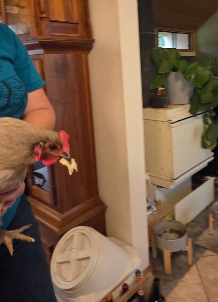 rileyranchca's tweet photo. "Unhand me, human! I won this noodle fair and square!"

#backyardchickens #chickensoftwitter https://t.co/dxgIsvlUDq