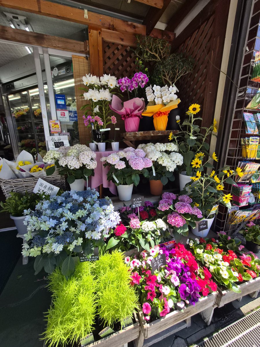 FS_konno's tweet photo. 今日は暑いですね。

店先は黄色いハイビスカス、アジサイ、ラベンダー、ひまわり、日々草、バジルなどで、すっかり夏の表情です。

暑い日はお花も人も水分が大事。 お近くにお越しの際は、涼みがてらのぞいてください。

#逗子 #葉山 #zushi #hayama #花 #FlowersOfInstagram

#花が好きな人と繋がりたい #flowers #flowerpower
#flowerphotography

#80517おは戦🍨dQ
#おは戦80517mn 🍨

#企業公式相互フォロー
#企業公式さんと繋がりたい

https://t.co/FctrzIECgv