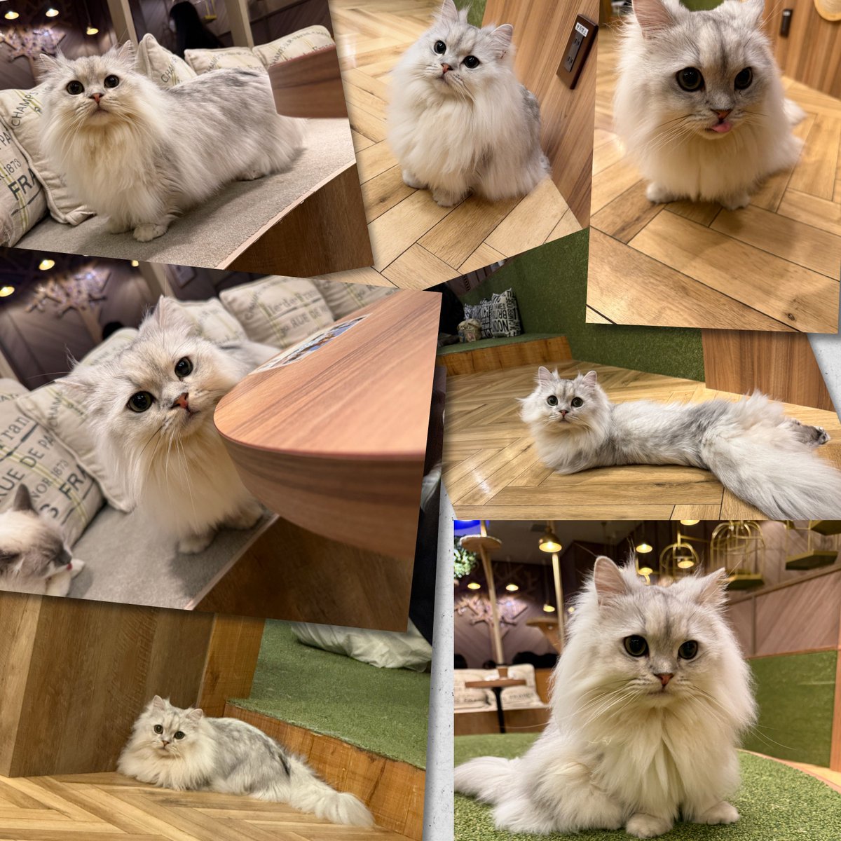 🐱megu🐱 tweet media