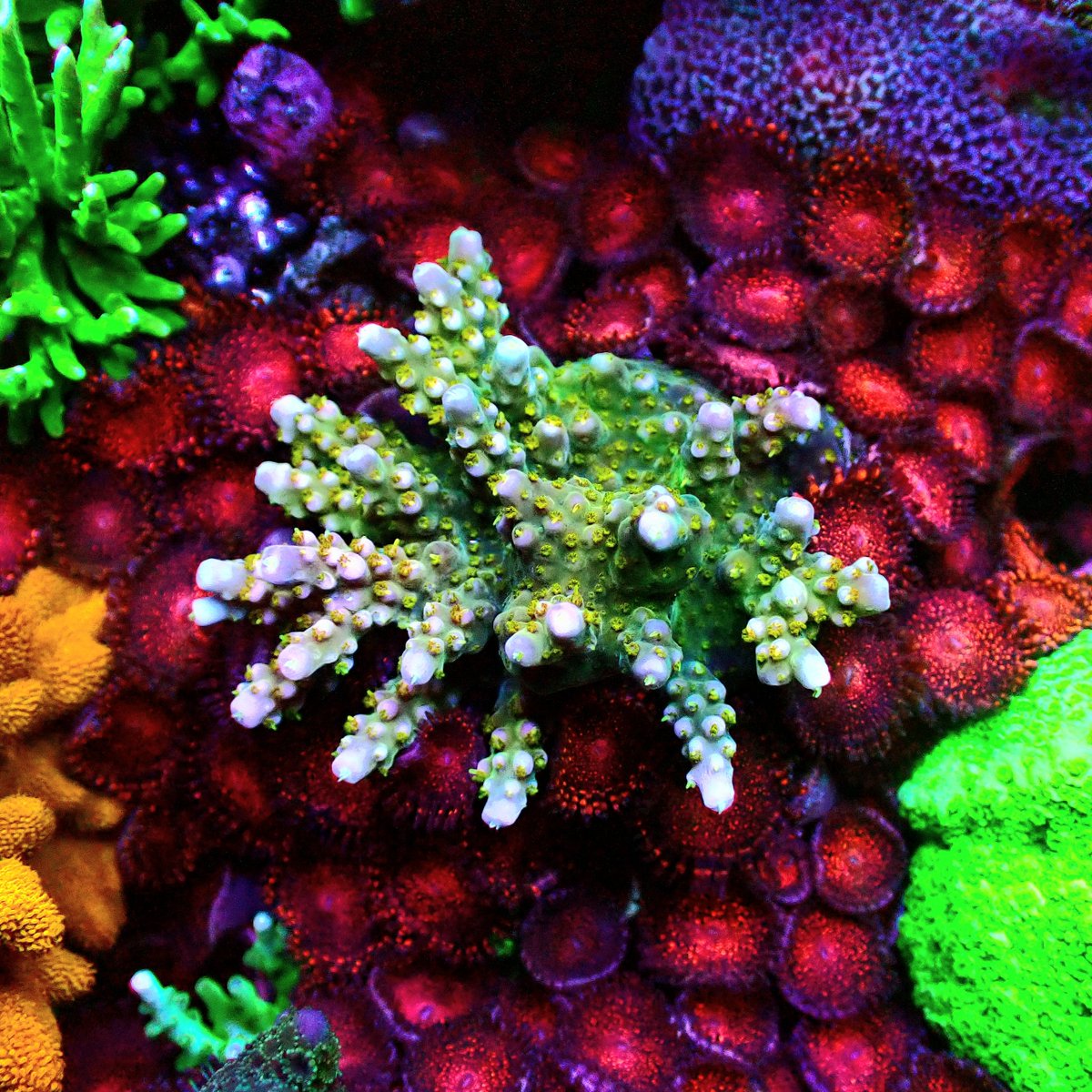 KYOUYA CORALS (@kyouya_Coral) / Posts / X
