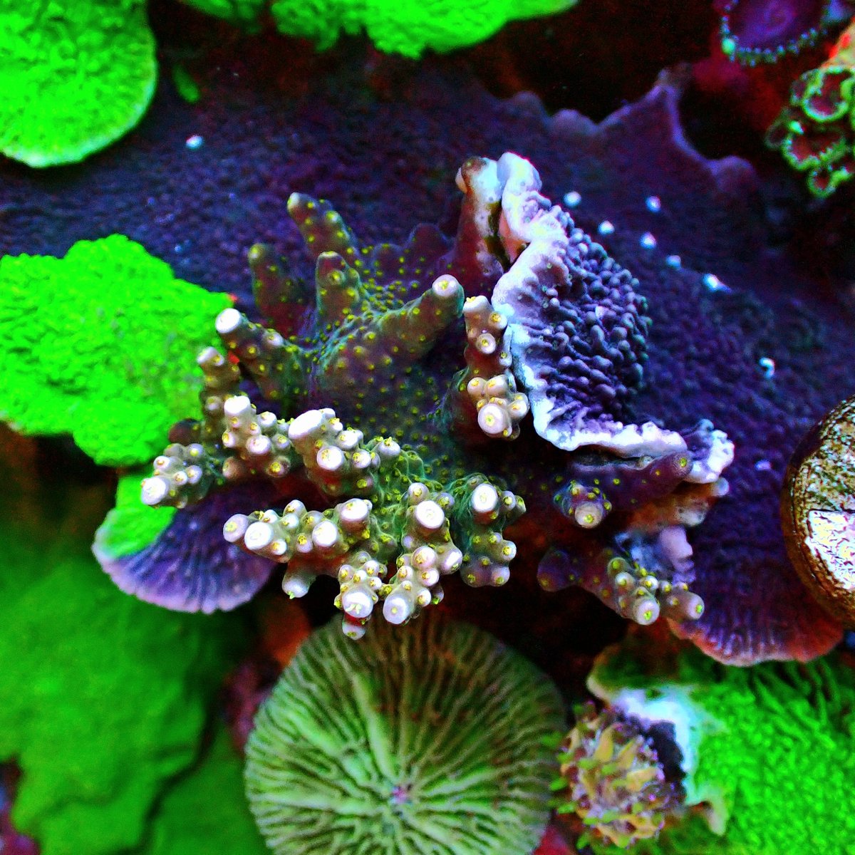 KYOUYA CORALS (@kyouya_Coral) / Posts / X