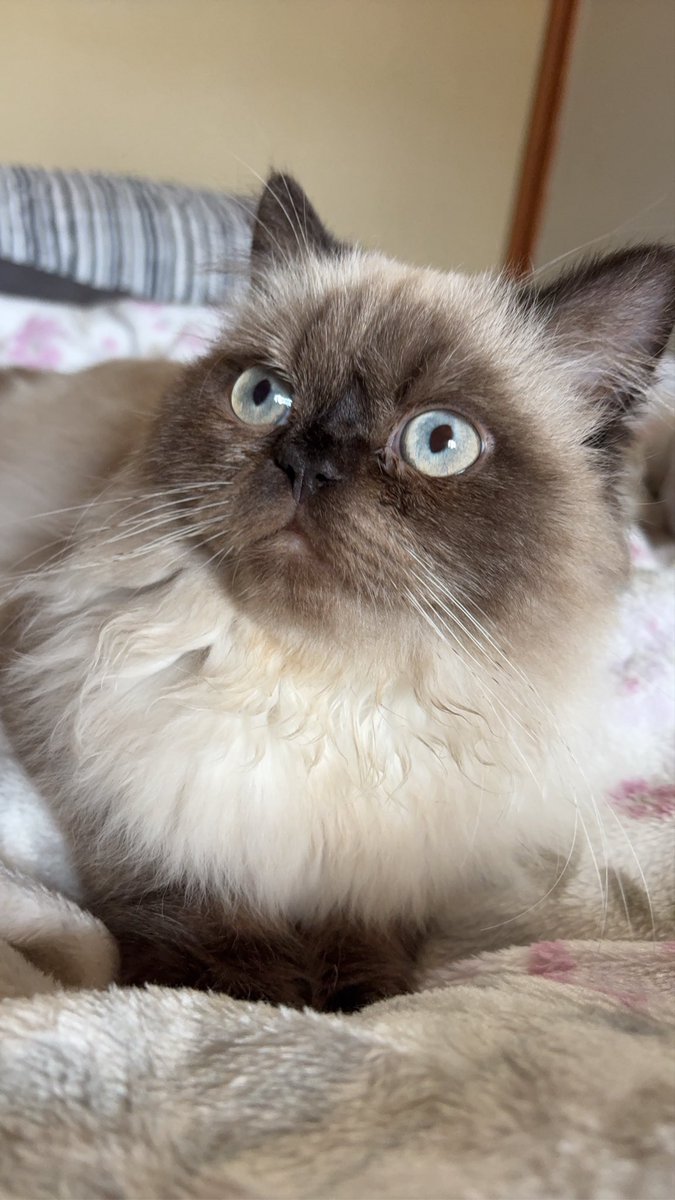 LoveLEON0816's tweet photo. 今日もこの子達の為にお仕事頑張ります(ง •̀_•́)ง
#猫 https://t.co/IXzG7UuLj1