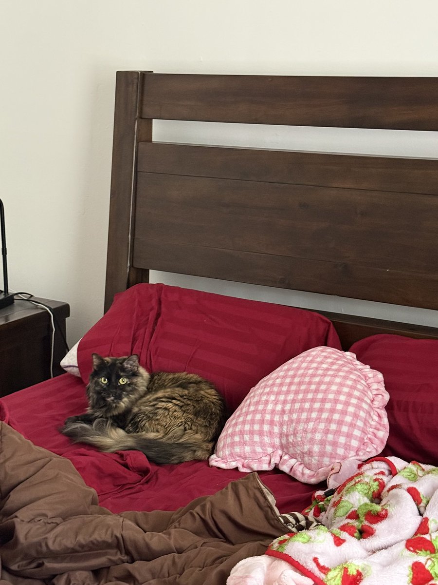 dollfacedcupid's tweet photo. new apartment with the loml and our kitties :)) https://t.co/F5eXETXPBh