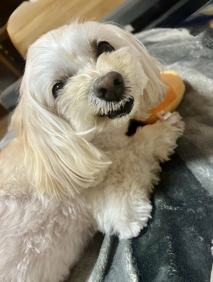 gomaharunanamam's tweet photo. 私のモノよ🍊 https://t.co/LuXS6wXXKm