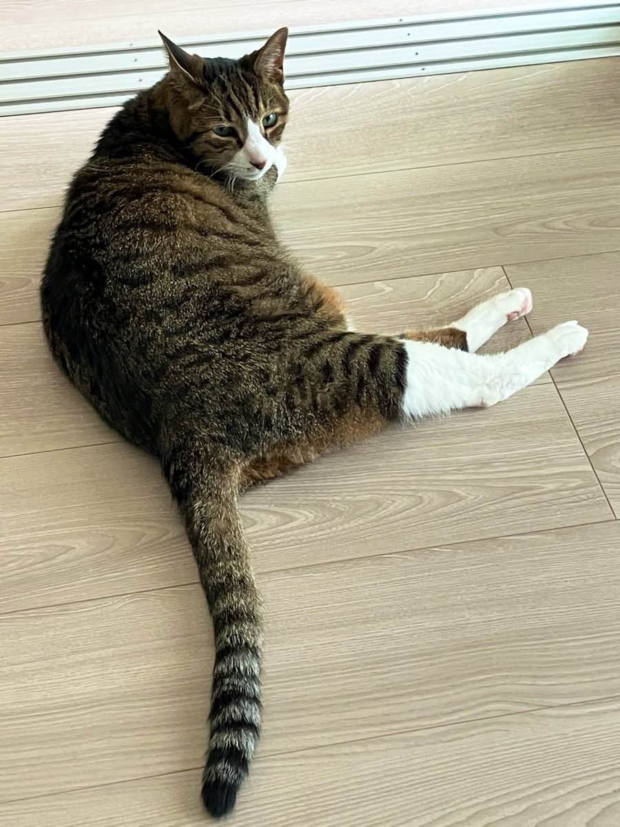 piyomaruuuu_'s tweet photo. 今日の日焼けサロン🐱☀️→🐱🎐꙳⋆ https://t.co/ULPf47GCys